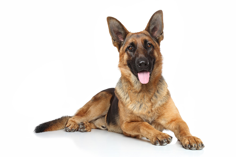 Erwachsener Schäferhund Zooheld